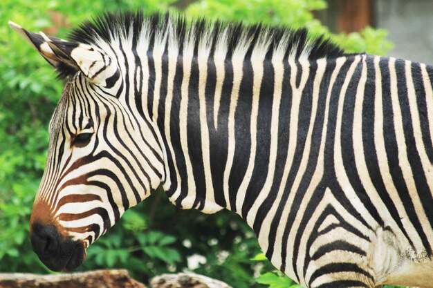 Foto prossimo piano di una zebra