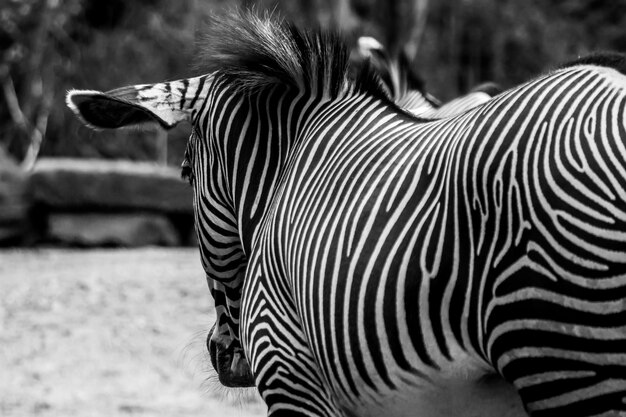 Photo close-up of a zebra