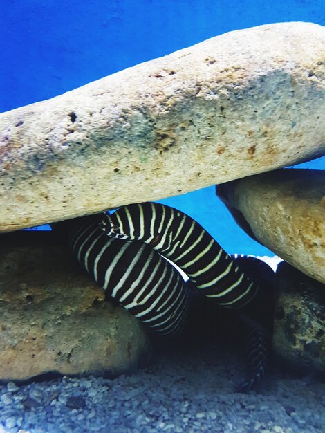 Close-up of zebra