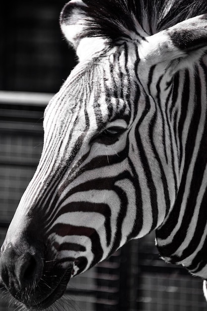 Foto prossimo piano di una zebra