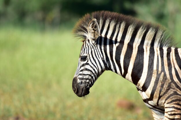 Close-up of a zebra