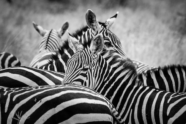 Foto prossimo piano di una zebra