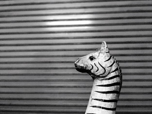 Photo close-up of zebra