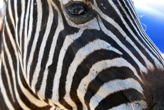 Foto prossimo piano di una zebra