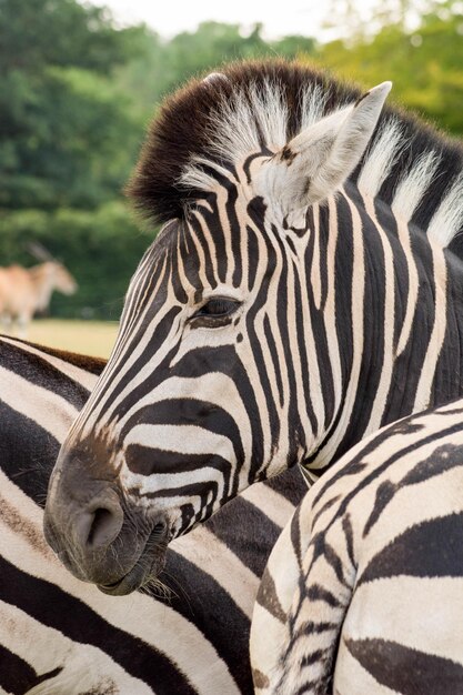 Foto prossimo piano di una zebra