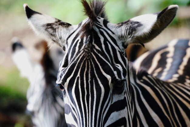 Foto prossimo piano di una zebra