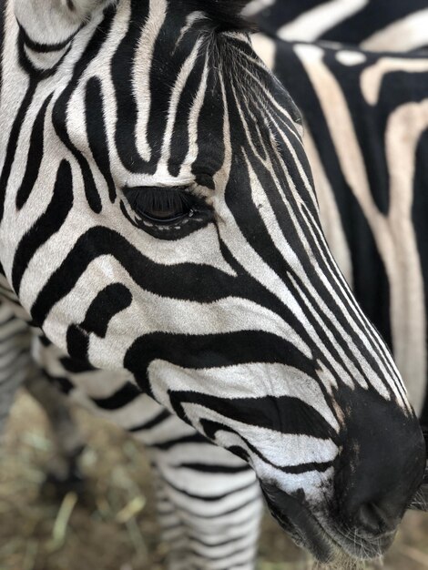 Foto prossimo piano di una zebra