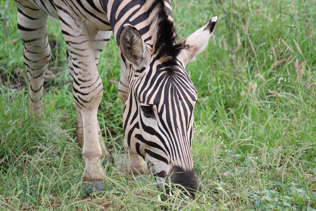 Foto un primo piano della faccia di una zebra
