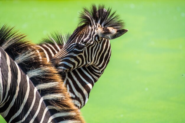 Foto prossimo piano delle zebre sul campo