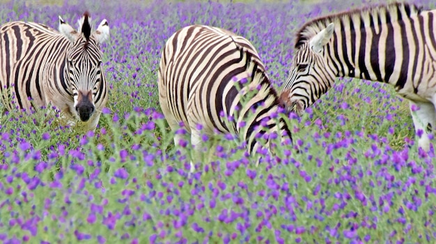 Photo close up of zebras on a meadow with blueweed