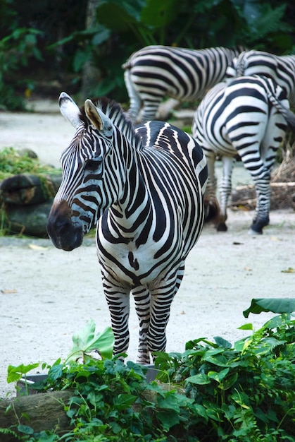 Foto close-up di zebre in piedi su un albero