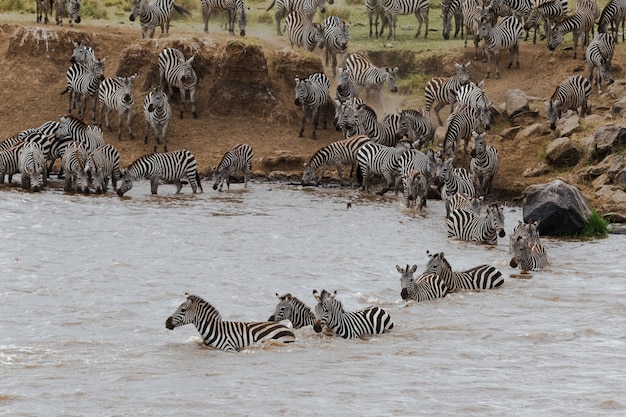 Close up on Zebras swim across the Mara river