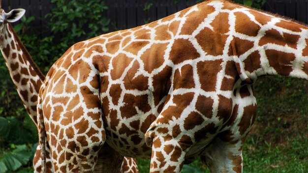 Foto prossimo piano delle zebre