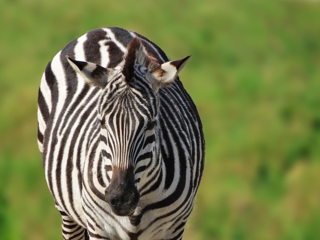 Photo close-up of zebras