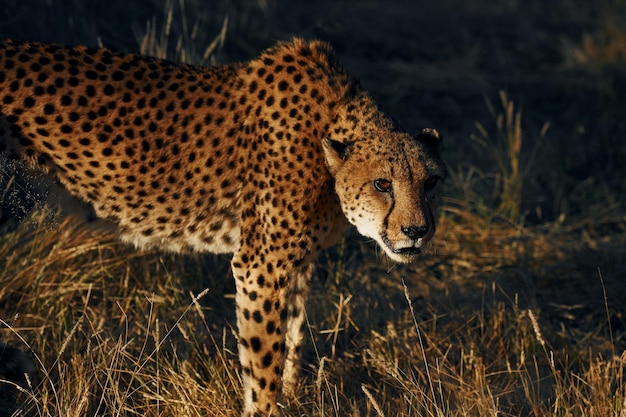 Close-up zicht Cheetah is buiten in de natuur