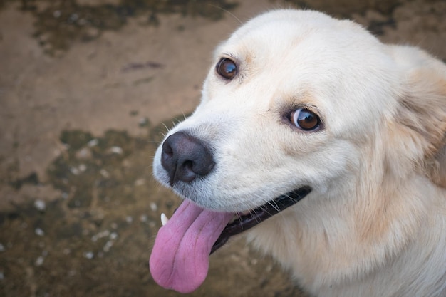 Close-up zicht op hond golden retriever tong detail textuur uitsteekt