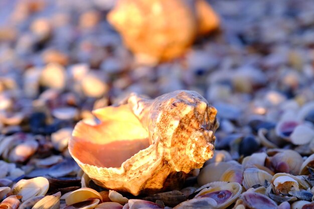 Close-up zicht op schelpen op het strand in de ochtend