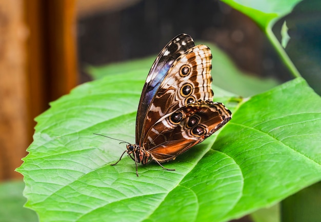 Close-up zijaanzicht van vlinder op groen blad in de lente of zomer