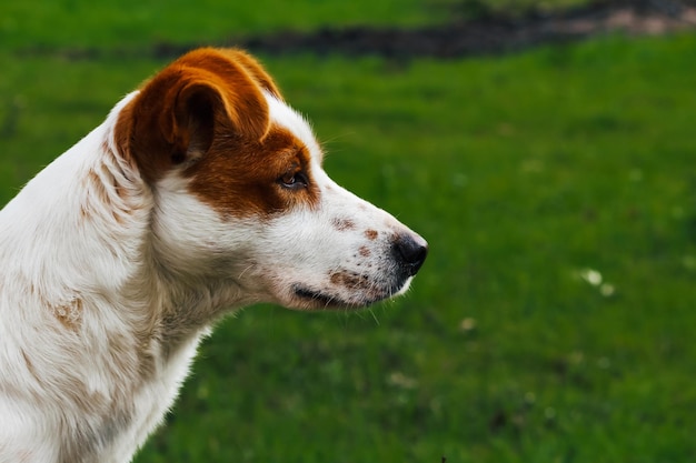 Close-up zijbeeld van een hond die wegkijkt op het land