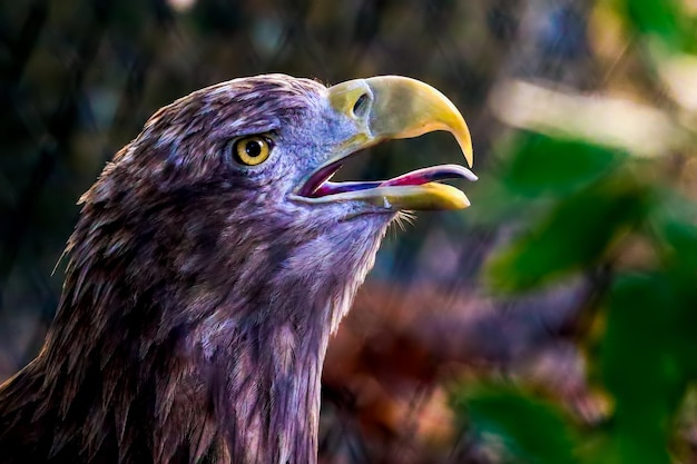 Close-up zijbeeld van een vogel die wegkijkt