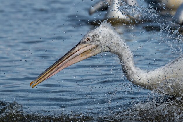 Close-up zijbeeld van een vogel in het water