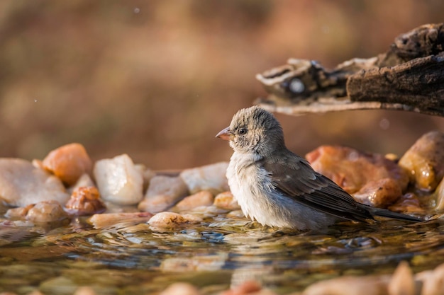 Close-up zijbeeld van een vogel in het water