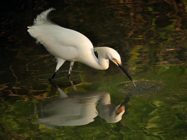 Close-up zijbeeld van een vogel met reflectie in het water