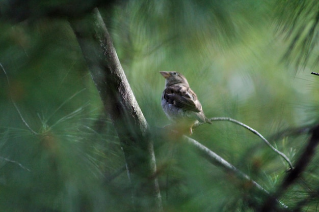 Close-up zijbeeld van een vogel op de stengel tegen een wazige achtergrond