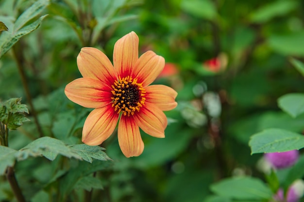 庭園の百日草の花のクローズ アップ