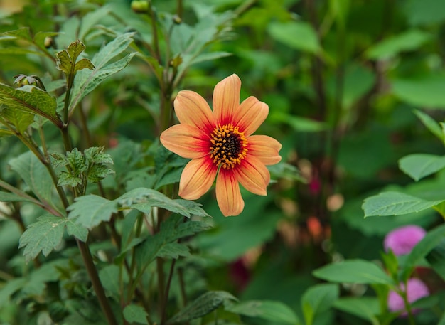 庭園の百日草の花のクローズ アップ