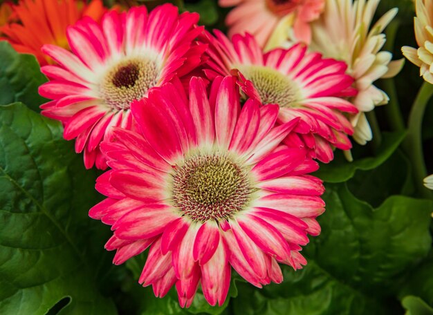 Close up of Zinnia flower in Gardens