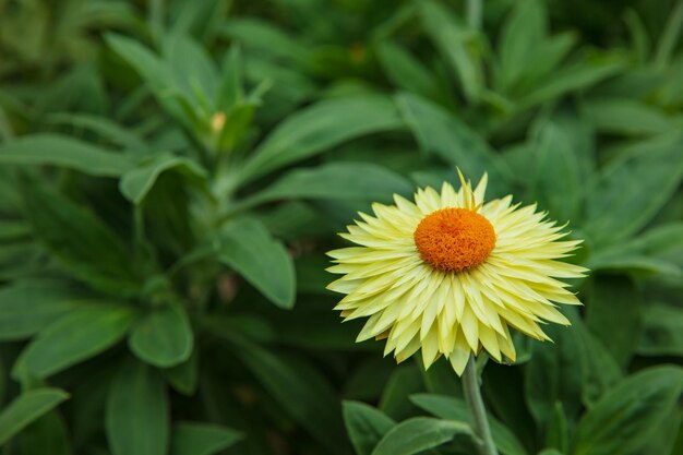 庭園の百日草の花のクローズ アップ