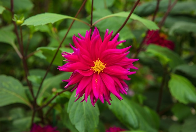 Крупный план цветка циннии в садах