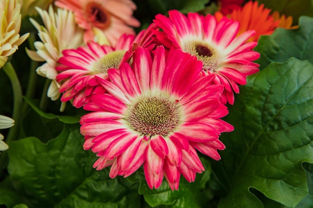 Close up of Zinnia flower in Gardens