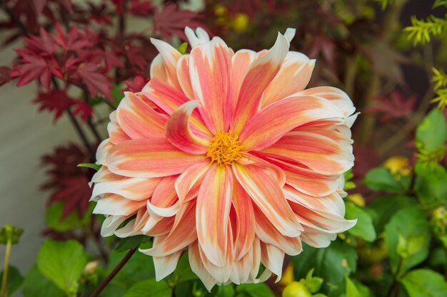 Photo close up of zinnia flower in gardens