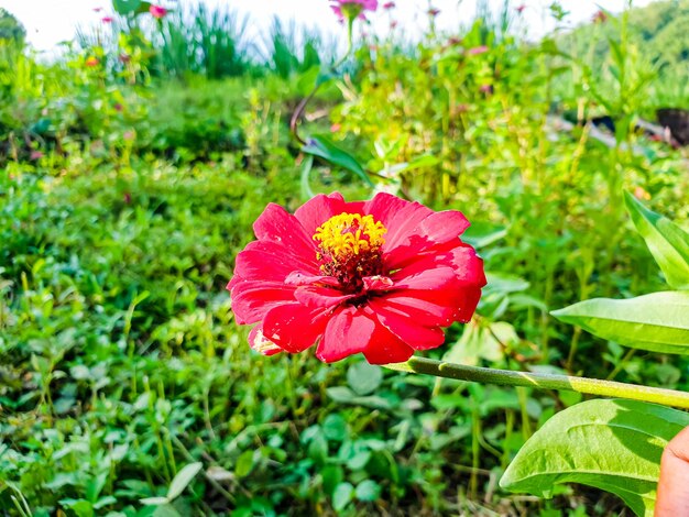 Close up of zinnia flower vintage background beautiful nature toning spring nature design sun plant