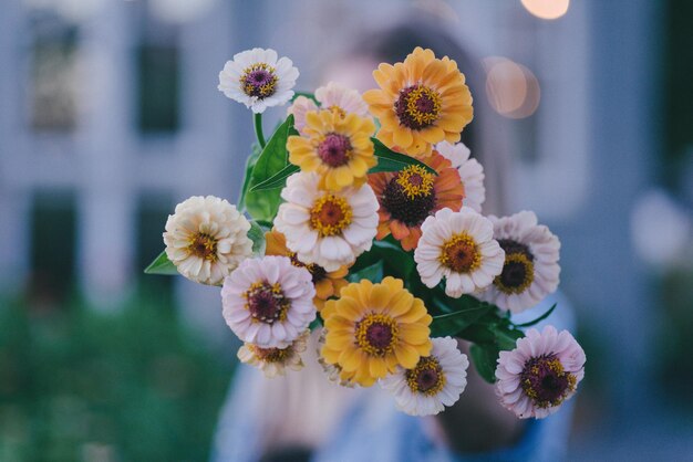 Close-up of zinnia flowers