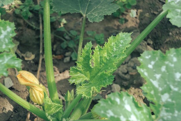 Close up of zucchini flowering bush on a farm Background freshs young plant Macro photography vi