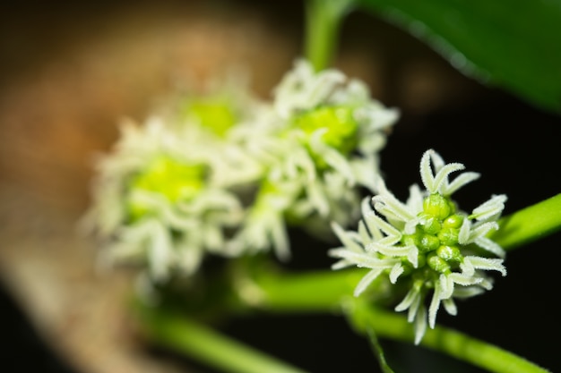 Close-upachtergrond van bloemen