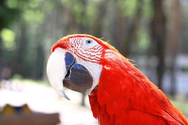 카메라를 보고 있는 아름다운 붉은 잉꼬 앵무새를 닫습니다