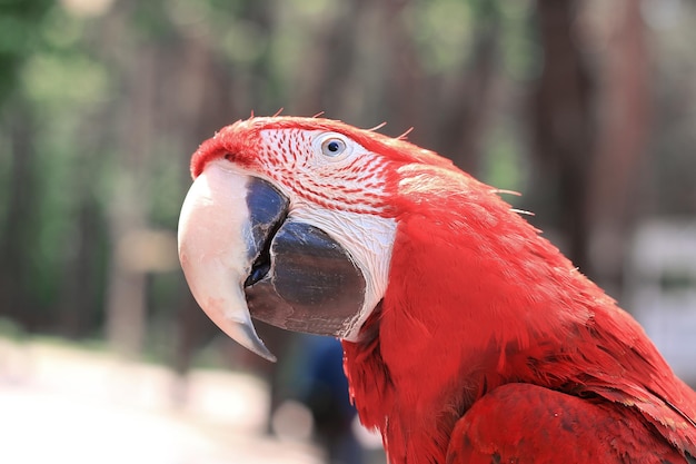 Close upbeautiful red macaw parrot looking at the camera