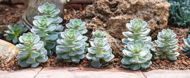 Close-upbeeld van Blue Rose Echeveria of Echeveria imbricata in botanische tuin