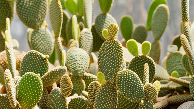 Close-upbeeld van Bunny-oorcactus of Opuntia-microdasys in botanische tuin