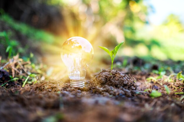 Close-upbeeld van een kleine boom en een gloeilamp die op stapel aarde gloeien