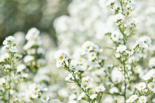 Close-upbeeld van een prachtig bloemenveld van Cutter