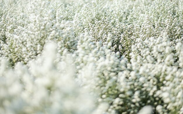 Close-upbeeld van een prachtig bloemenveld van Cutter