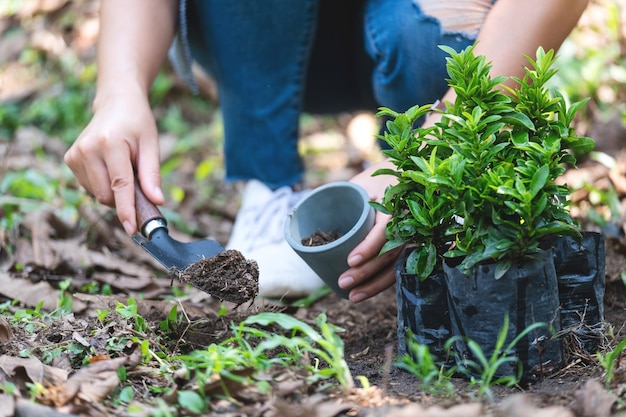 Close-upbeeld van een vrouw die zich voorbereidt op het herplanten van een plant door een schop te gebruiken om grond in de pot te scheppen voor het concept van tuinieren