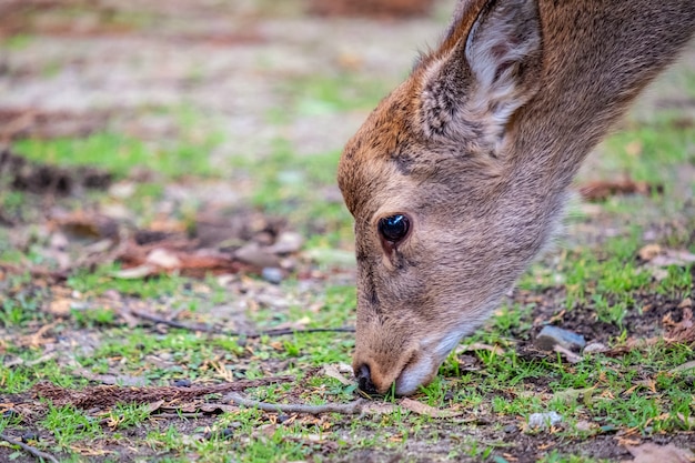 Close-upbeeld van een wild hert dat gras in het park eet