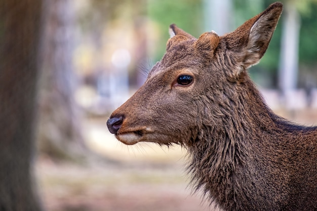 Close-upbeeld van een wild hert in het park