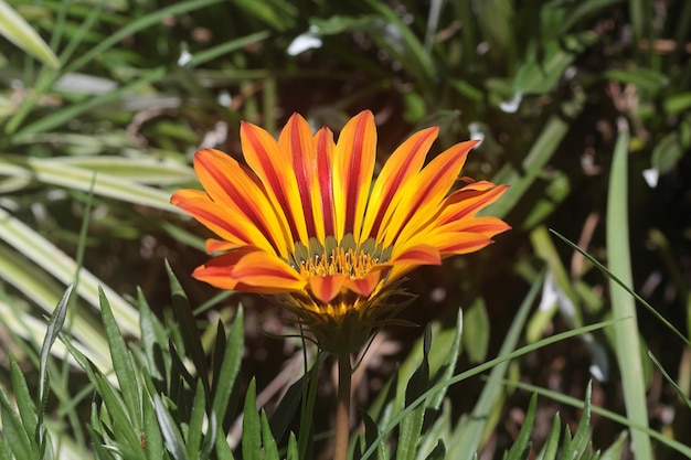 Close-upbeeld van Gele Gazania of Schatbloem